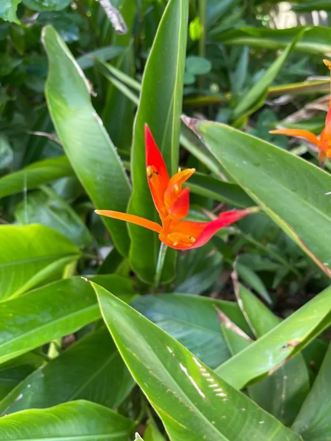 Pensionat La Colline Business & Tourisme Hotell Le Lamentin Martinique